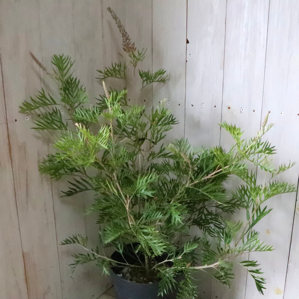 グレビレア♡ロビンゴードン♡オージープランツ♡常緑♡ 12枚目の画像