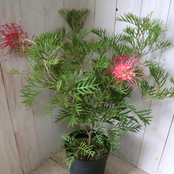 グレビレア♡ロビンゴードン♡オージープランツ♡常緑♡ 4枚目の画像