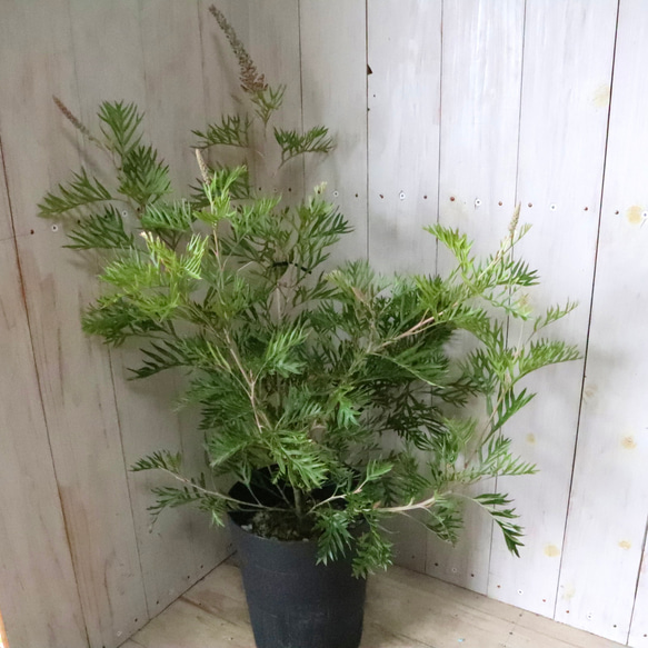 グレビレア♡ロビンゴードン♡オージープランツ♡常緑♡ 13枚目の画像