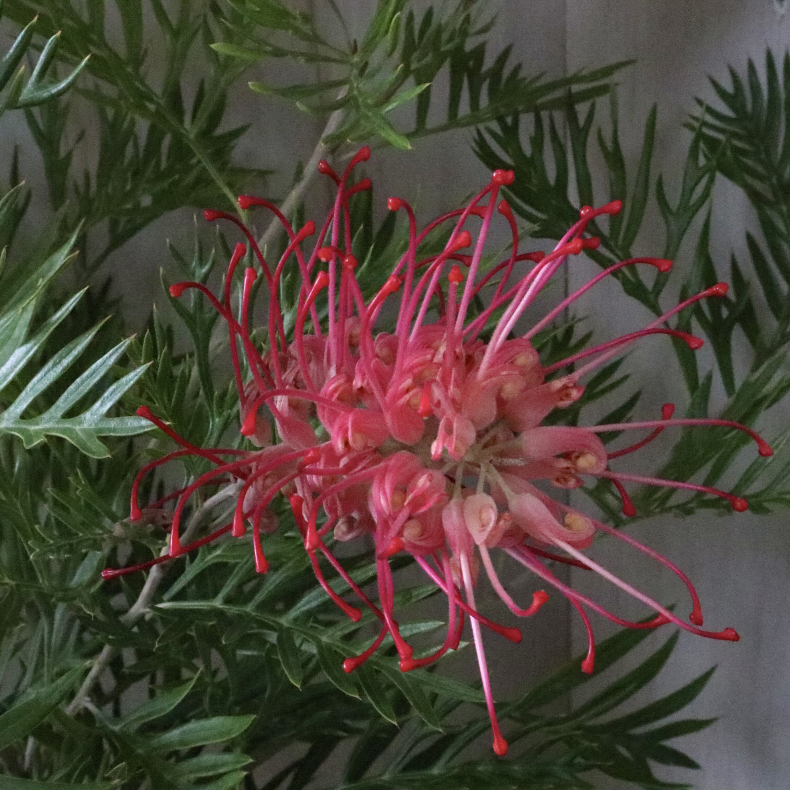 グレビレア♡ロビンゴードン♡オージープランツ♡常緑♡