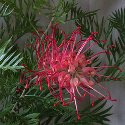 グレビレア♡ロビンゴードン♡オージープランツ♡常緑♡ 1枚目の画像