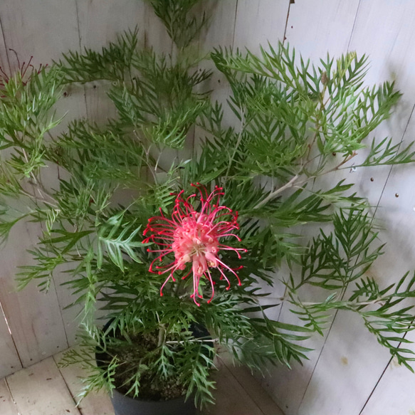 グレビレア♡ロビンゴードン♡オージープランツ♡常緑♡ 6枚目の画像