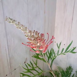 グレビレア♡ロビンゴードン♡オージープランツ♡常緑♡ 15枚目の画像