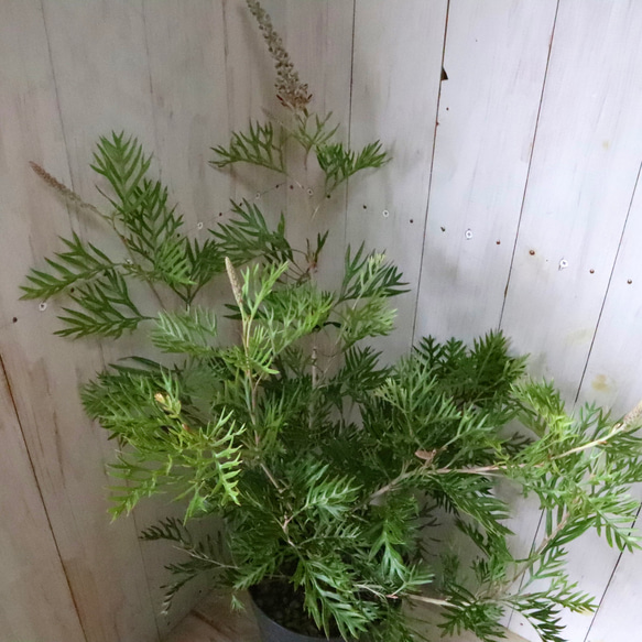 グレビレア♡ロビンゴードン♡オージープランツ♡常緑♡ 9枚目の画像