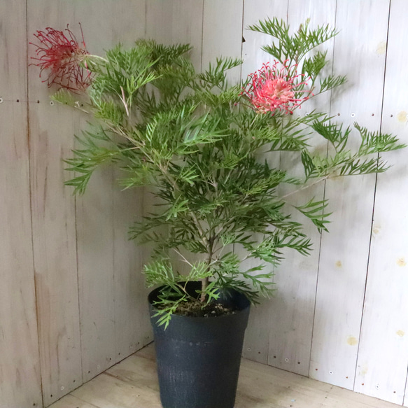 グレビレア♡ロビンゴードン♡オージープランツ♡常緑♡ 7枚目の画像