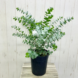 幹極太 オリーブの木 ルッカ SOUJU 8号 その他インテリア雑貨