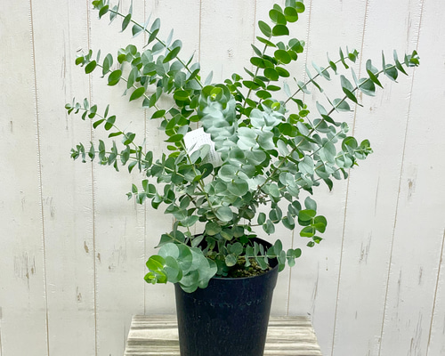 aff227f21746d9d6acfa7984e3cdc3