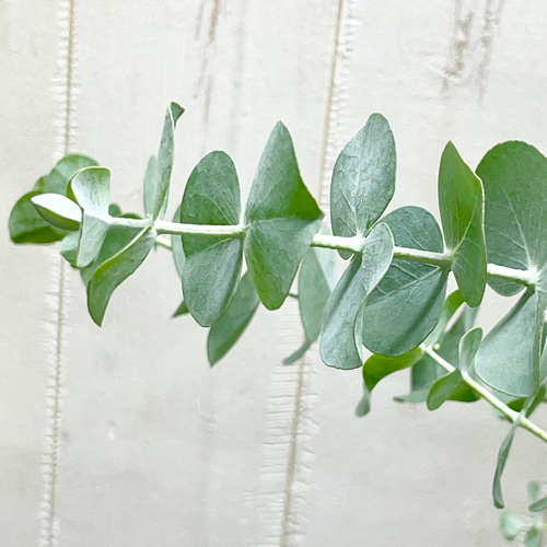 ユーカリ銀世界 6号鉢 シルバーリーフが美しい小丸葉ユーカリ 観葉植物