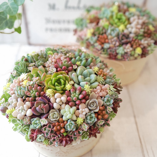 受注制作】 そのまま飾れる多肉植物 寄せ植え (土、鉢込み) 鉢 丸浅鉢