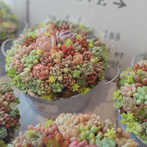 受注制作】 そのまま飾れる多肉植物 寄せ植え (土、鉢込み) 鉢 丸浅鉢