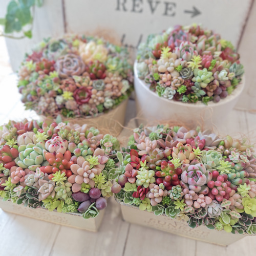 受注制作】 そのまま飾れる多肉植物 寄せ植え (土、鉢込み) 鉢 丸浅鉢