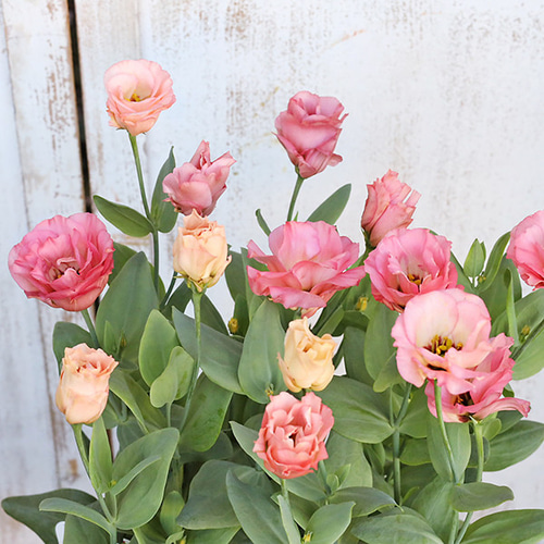 値引きセール 花苗 八重咲き トルコキキョウ 小夏オレンジ 2.5号