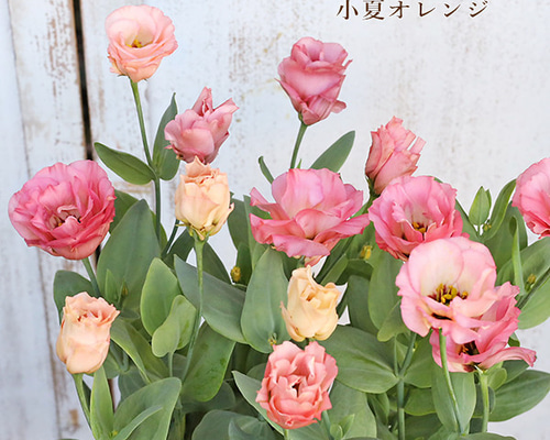 b227d46a0ecb4c6f13b28e504f192f