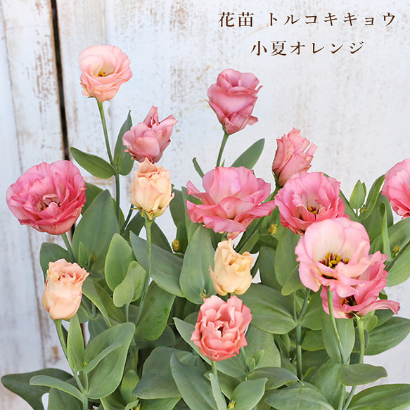 ひまわり18トルコキキョウ　トルコギキョウ苗 ひまわり18様専用トルコキキョウ トルコギキョウ苗 ひまわりと