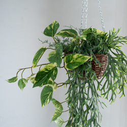 コウモリランとポトスファーングリーンのミックスハンギングバスケット【フェイクインテリア】 3枚目の画像