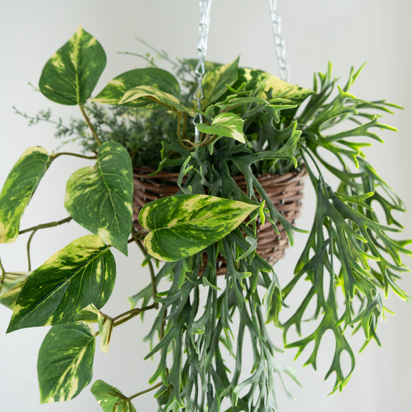 コウモリランとポトスファーングリーンのミックスハンギングバスケット【フェイクインテリア】 2枚目の画像