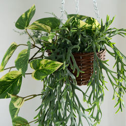 コウモリランとポトスファーングリーンのミックスハンギングバスケット【フェイクインテリア】 5枚目の画像