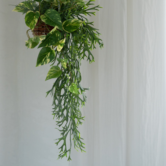 コウモリランとポトスファーングリーンのミックスハンギングバスケット【フェイクインテリア】 7枚目の画像