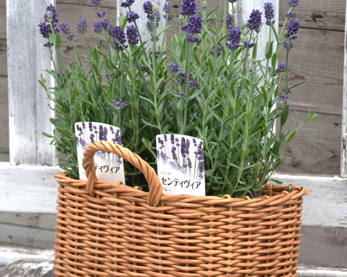 イングリッシュラベンダー 「センティヴィア」 花苗 花 苗
