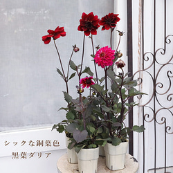 花苗 宿根 キンギョソウ シルバーピンク 2.5号ポット 四季咲き