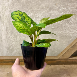 観葉植物　ホマロメナ　カモフラージュ 4枚目の画像