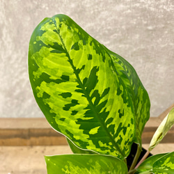 観葉植物　ホマロメナ　カモフラージュ 2枚目の画像