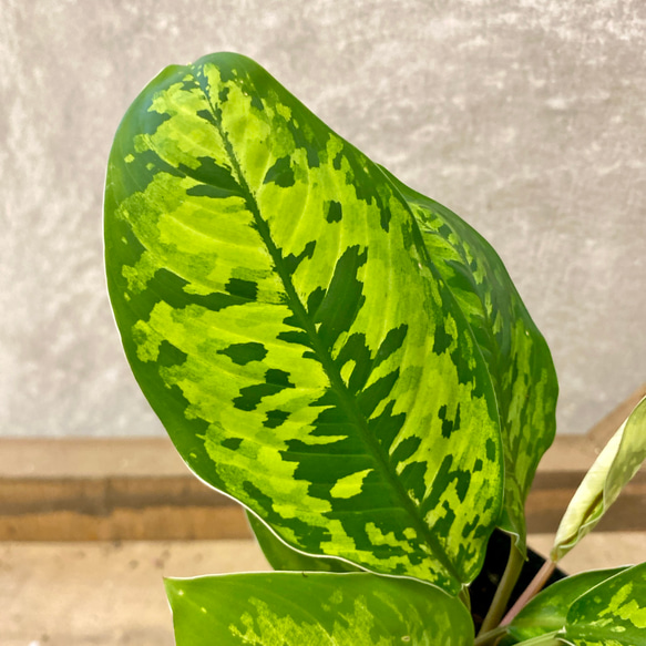 観葉植物　ホマロメナ　カモフラージュ 2枚目の画像