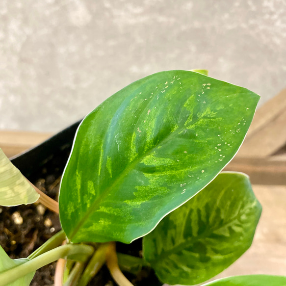 観葉植物　ホマロメナ　カモフラージュ 3枚目の画像