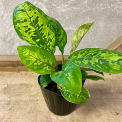 観葉植物　ホマロメナ　カモフラージュ 1枚目の画像