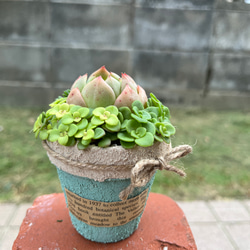 ★速達付き★♡そのまま飾れる♡ブリキ缶♬子猫ちゃんハロウィンの多肉植物寄せ植え♡ ☆送料無料☆♡そのまま飾れる♡ハロウィンの多肉植物寄せ植え