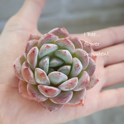 ✾ ユーカリ ポポラス ✾ フレッシュ ✾ ドライ ✾ ✾ ユーカリ ポポラス ✾ フレッシュ ✾ ドライ ✾ 観葉植物