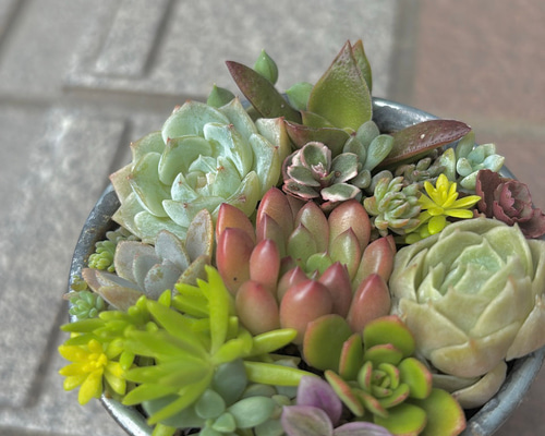 多肉植物寄せ植え そのまま飾れます 多肉植物 はなちかちゃん 通販