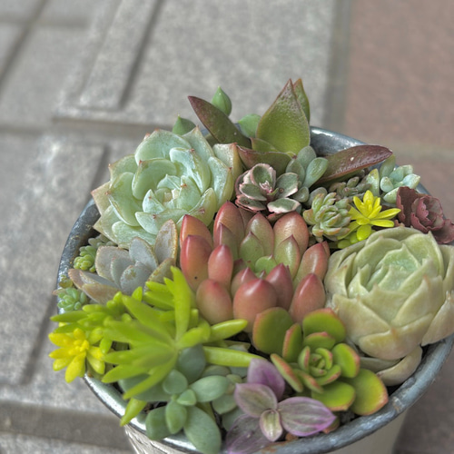 多肉植物寄せ植え そのまま飾れます 多肉植物 はなちかちゃん 通販