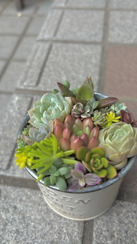 多肉植物寄せ植え そのまま飾れます 多肉植物 はなちかちゃん 通販