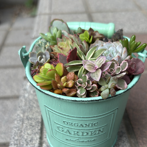 多肉植物寄せ植え そのまま飾れます 多肉植物 はなちかちゃん 通販