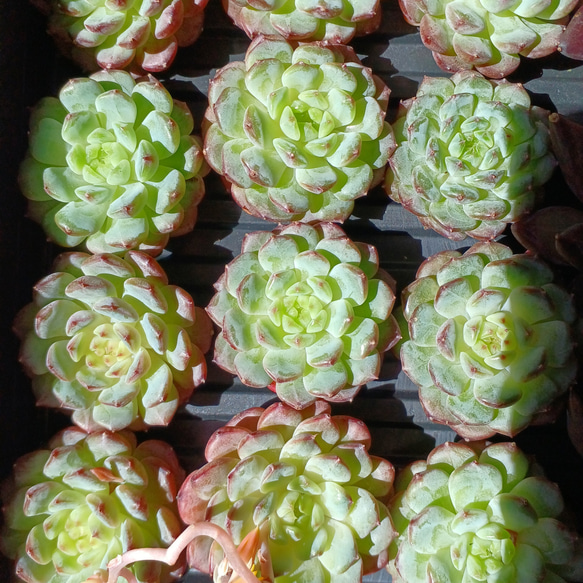 多肉植物(韓国苗) エケベリア ホワイトファット❣️ 多肉植物 ウォール