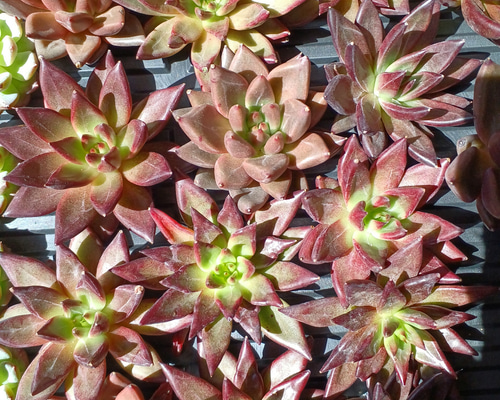 レア‼️ 多肉植物(韓国苗) エケベリア レッドソウル❣️ 多肉植物