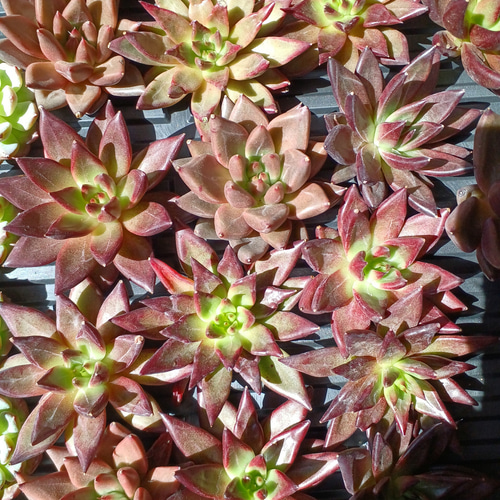 レア‼️ 多肉植物(韓国苗) エケベリア レッドソウル❣️ 多肉植物