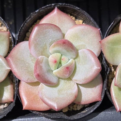 多肉植物(韓国苗) エケベリア 氷砂糖水晶 アイスシュガークリスタル