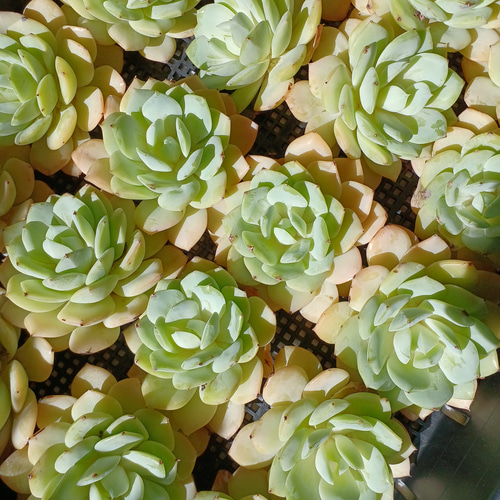 多肉植物　レア　アニー　韓国苗 アニー エケベリア カット苗 | 多肉植物カット苗の通販 | エケベリア