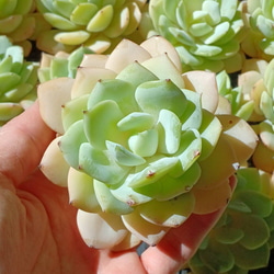 多肉植物(韓国苗) エケベリア ハーフサマー❣️ 多肉植物 ウォール