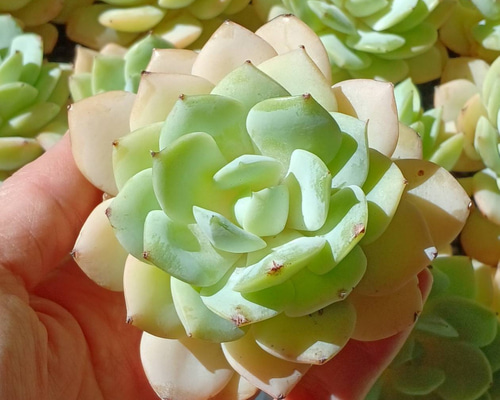 多肉植物　レア　アニー　韓国苗 多肉植物 レア アニー 韓国苗 【公式通販】