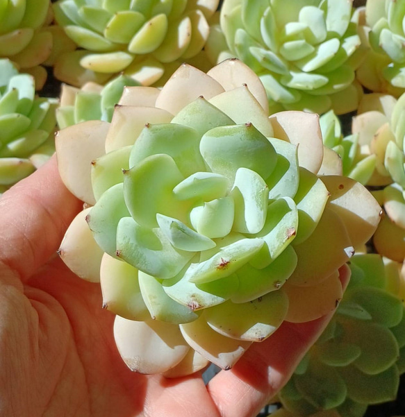 レア‼️ 多肉植物(韓国苗) 大きなエケベリア ラブチューン❣️ 多肉