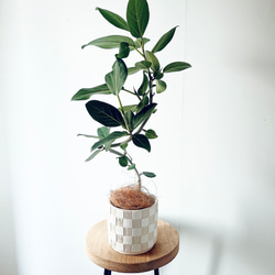 人気》エバーフレッシュ ネムノキ 幹太 XLサイズ 観葉植物 calm