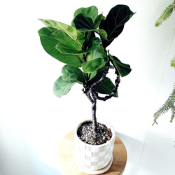 耐寒性 グレビレア ムーンライト オージープランツ 観葉植物 calm cafe