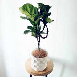 希少》サンスベリア タイハイブリッド Sサイズ 観葉植物 calm cafe