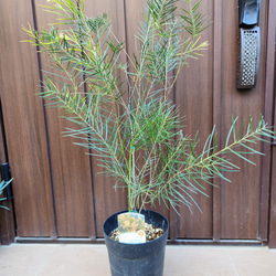 大株 ユッカロストラータ エアーポット鉢植え 苗 ロックガーデン