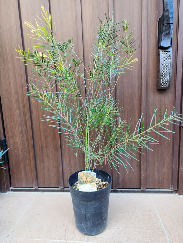 再販 アカシア フェニックスゴールド 鉢植え 苗木 カラーリーフ ドライ