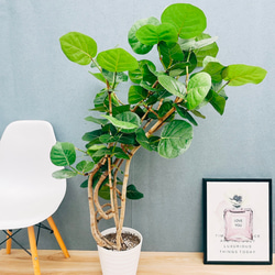 ［現品］【希少】1番　ザミオクルカス　ザミフォーリア　斑入り　5号　観葉植物 現品］【希少】3番 ザミオクルカス 斑入り 5号 ザミフォーリア