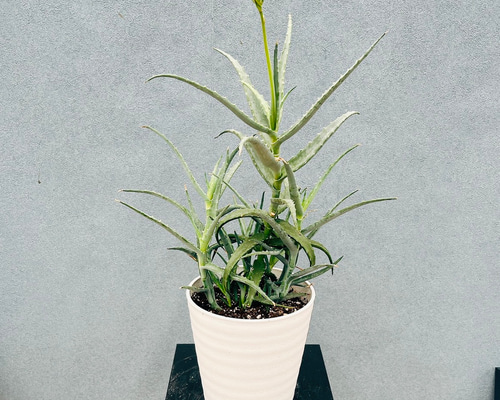 現品］【希少】B アロエアクティシマ 5号 観葉植物 レア 室内 屋外
